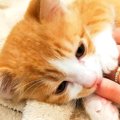 飼い主の指を吸いながら眠る子猫→５年たった結果…卒業したかと思いきや『…