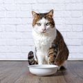 猫の『甲状腺機能亢進症』知っておくべき基礎知識3選　何歳から意識すべき…