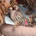 逆子で産まれた猫ちゃんが１歳になるまでの生い立ち