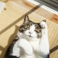 猫のお留守番中の事故を防ぐためにできる工夫７つ