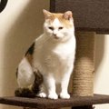 人間嫌いの元野良猫が1年かけてやっとゴロゴロ…きっかけの大事件とは