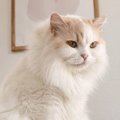 夏になって毛が抜けてきた猫→『冬の頃』と比較してみたら…想像以上の『変…