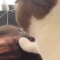寝室で寝ていると全力で起こしてくる猫→リビングで寝てみると…まさかの展…
