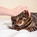 ストレスが原因で起こる猫の『心の病気』2選　飼い主さんができるメン…