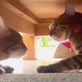 『好きなのに…』嫁猫ちゃんに愛を伝えたい夫猫くん