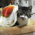 美味しそう！？猫ちゃんが目玉焼きサンドになっちゃった！