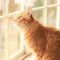 猫が『留守番中』なのにトラブルで帰れなくなったら？不測の事態に備えて…