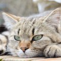 猫のプライドをへし折ってしまう飼い主のNG行為５つ