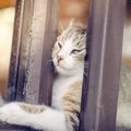 猫の『脱走防止』対策５つ！おすすめのグッズとは？