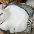 猫団子になった！一緒に寝る姿がかわいい先輩猫と子猫♡