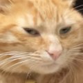 猫に踊ってもらおうとした結果…思わず吹き出す『笑撃の表情』を見せる…