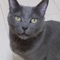 『大好きな娘が起きない』とママに助けを求める猫→ついて行ってみると…