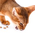 猫がお皿からごはんを出して食べるのはなぜ？3つの理由と止めさせる方法