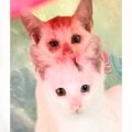 蓋が閉められたおもちゃ箱のなかで『放置されていた子猫』→保護されて約2…