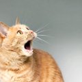 猫は飼い主の『容姿が変化』したらどう感じるの？よく見られる反応や…