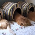 おそろいのハウスへの憧れ…猫の希望を叶えたら同居犬たちとそっくりな…