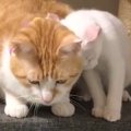 『先住猫のことが大好きすぎる子猫』→ずっと後をついていって…思わず笑顔…