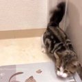 イタズラを見られた猫の衝撃的すぎる行動…あまりにも華麗な横ステップ…