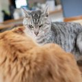 猫の喧嘩は止めた方がいい？喧嘩する理由と喧嘩させない方法とは