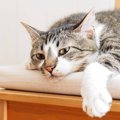 愛猫が『ヒマをもてあましている』サイン3つ　退屈を紛らわせるための…