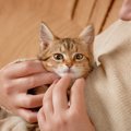 猫が『ドン引き』してしまう飼い主の行動6つ