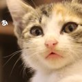 小さな子猫、お風呂できれいに♪