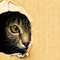 猫が飼い主に『見られたくない』と感じている瞬間4選　配慮してあげたい理…