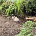 公園の花壇で『泥まみれで鳴き続ける子猫』を緊急保護…11ヶ月後の『見…