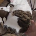眠っている猫の背中を触ってみると……可愛すぎてたまらない『まさかの動き…