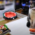 お寿司をジーッ。猫ちゃんの大好物、まぐろをGET？！