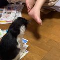 お父さんの足元で『狙いを定める子猫』→次の瞬間……まさかの光景が71万…