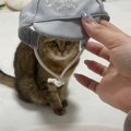 丸顔の猫に『小さな帽子』をかぶせてみたら…あまりにも想定外な『まさかの…