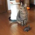 猫を追いかけるカメが話題に…まさかの『スケボーを乗りこなす』姿が衝…