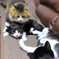 保護猫の姉妹と再会したボス猫→“独特な愛情表現”をしはじめて…まるで『父…