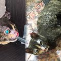 火災現場から子猫を救ったママ猫…火傷を乗り越え新たな未来へ！