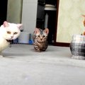 歩いたり走ったりする姿がたまらない！短足猫さんたちのキュートな瞬…