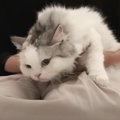 『やめて〜！！』毛玉カットを全力で拒否する猫ちゃん