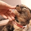 猫が『飼い主の指のニオイ』を嗅いだ結果…予想以上の反応に思わず笑っ…