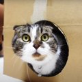 ネットで話題の猫を無限に生成する永久機関に挑戦した猫さんたち！