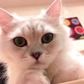 猫は飼い主のことをこう思ってる！性格別５パターン