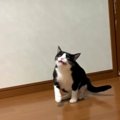 猫ちゃんの連続くしゃみが可愛すぎる♡