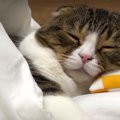 猫用の布団をプレゼント♪完璧すぎる扱いにあっぱれ！