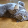 猫が懐いている人にしかしない仕草や行動５つ