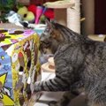 愛猫に新しいおもちゃをプレゼント♪  テンション爆上げと銘打ったおも…