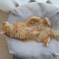 『クサ猫』『シンクロ』って何？SNSでよく見る猫にまつわる言葉７つ！