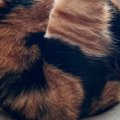 おしり周りを毛づくろいしていた猫→『足』を見ると……「おお受信されておる…