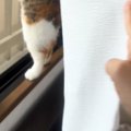 窓辺にいる猫を見たら、予想外の体勢で『ニャルソック』をしていて…微笑ま…