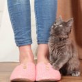 子猫が飼い主によじ登るのはなぜ？６つの気持ち