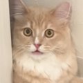 猫が『顔パック中の飼い主』を見た結果…猫とは思えない『驚きの反応』に「…