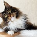 モフモフな被毛が魅力的な『長毛猫種』人気の3種をご紹介！お迎えする…